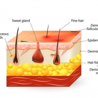 Do We Have Demodex Mites on our Skin? ðŸ¤”