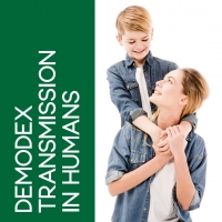 Demodex Transmission in Humans